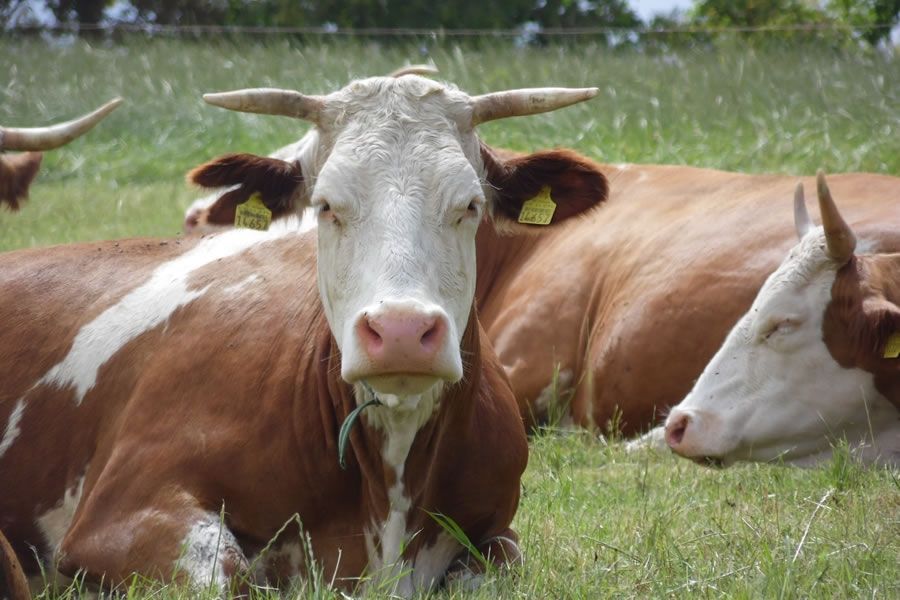 Foto: Welttierschutzgesellschaft