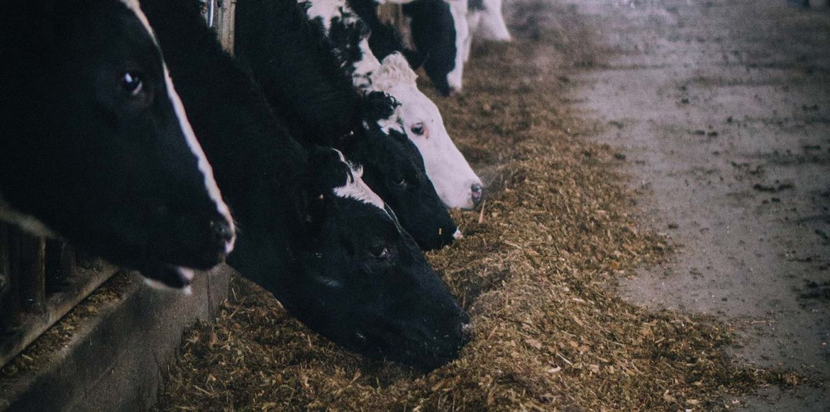 "Auch Futter ernährt letztendlich indirekt uns Menschen", sagte Rukwied.