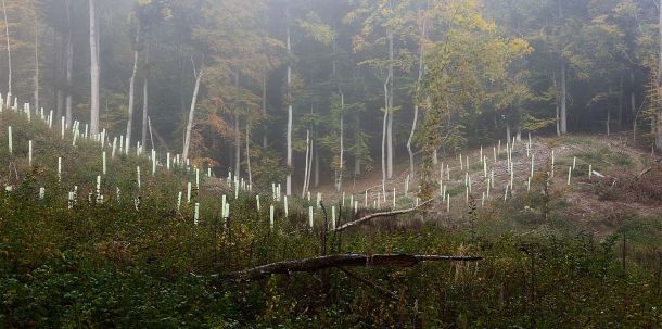 Betroffen seien alle Maßnahmen der Förderrichtlinie für Privat- und Körperschaftswald sowie der Extremwetterrichtlinie. Dabei handelt es sich um zentrale Programme der Aufforstung.