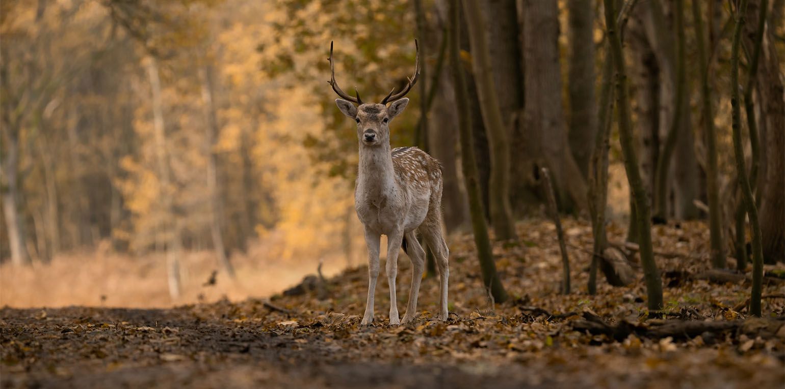 Foto: Rick Dekker