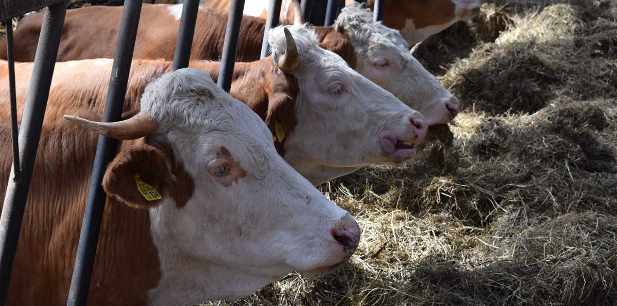 "Die Tierhaltung ist der Dreh- und Angelpunkt bei der Transformation der gesamten Landwirtschaft."