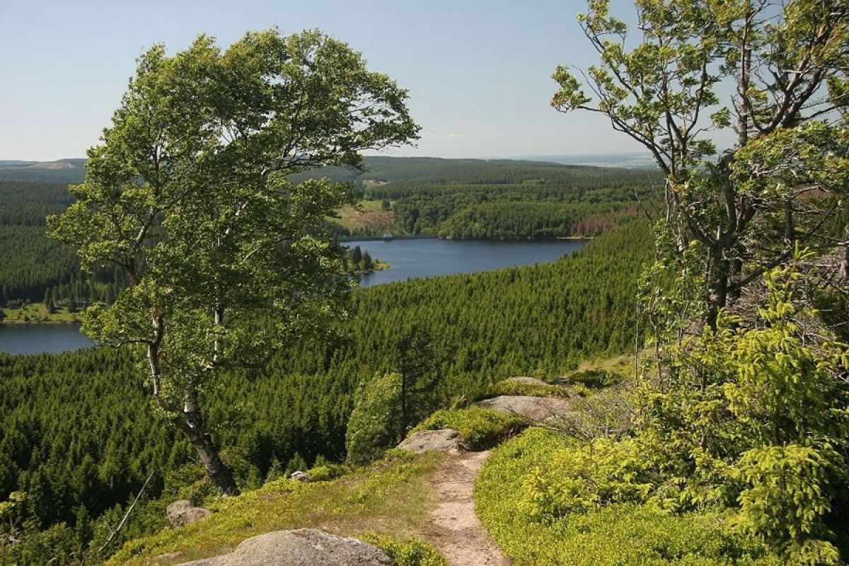 Die Eckertalsperre mitten im Nationalpark Harz