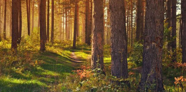 Waldbesitzende, die ihren Wald klimaangepasst bewirtschaften oder gar stilllegen, können dafür Geld vom Staat bekommen. Rund 45 Millionen wurden demnach im Jahr 2023 aus dem Topf nicht abgerufen.