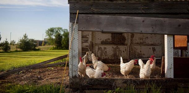 "Wer deutsches Fleisch zusätzlich verteuert, treibt die Verbraucher dazu, billigeres ausländisches Fleisch zu kaufen", sagte der landwirtschaftspolitische Sprecher der Bundestagsfraktion, Gero Hocker