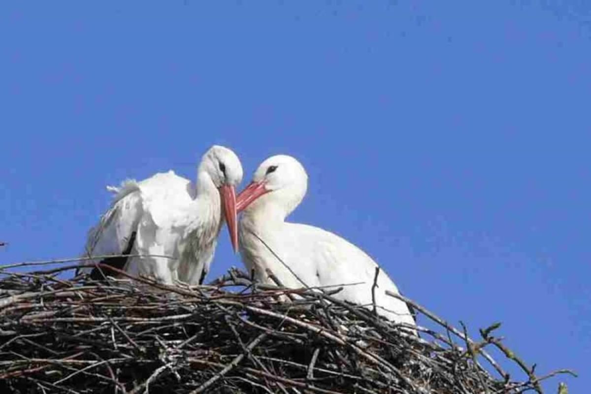 Das Storchenpaar Frida und Fridolin